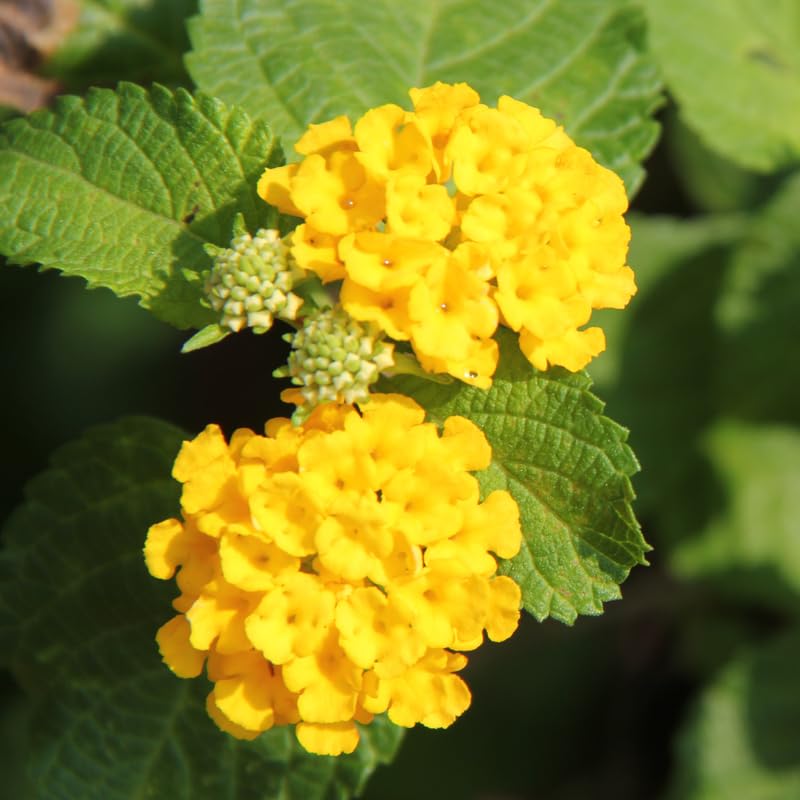 Pack 4 Lantana Plants Live for Planting Indoor Outdoor, 4-8" Tall, Fragrant Lantana Live Plant, Trailing Lantana Flowers Perennial, No Pot (Yellow Lantana)