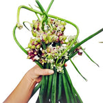 3 Egyptian Walking Onion Live Plants, Onion Tree Outdoor Planting, Winter Hardy Rare Fresh Heirloom Allium Winter, Onions Vegetable