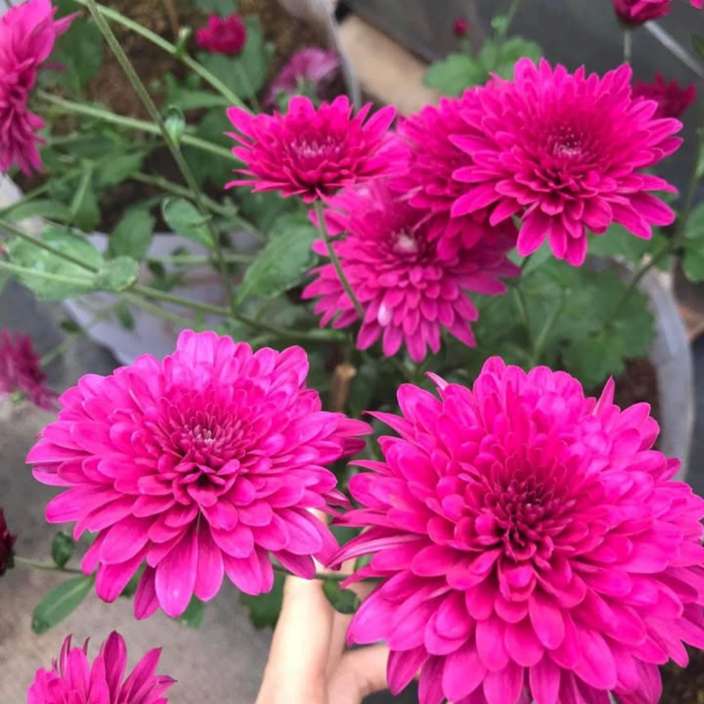 2 Mums Plants Live, Purple Chrysanthemum Plants Live, 5 to 7 Inc Long, Chrysanthemum Flower Live Plant Growing Gardening Mum Live Plant