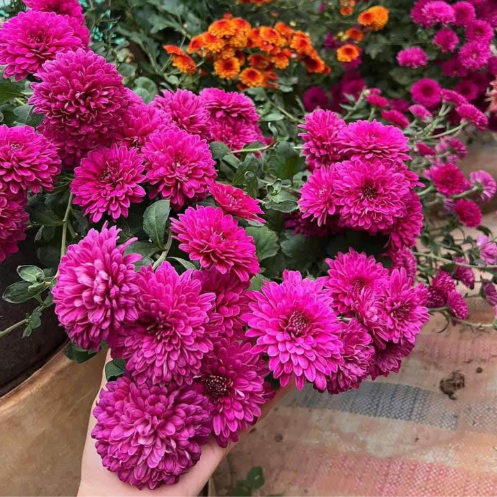 2 Mums Plants Live, Purple Chrysanthemum Plants Live, 5 to 7 Inc Long, Chrysanthemum Flower Live Plant Growing Gardening Mum Live Plant