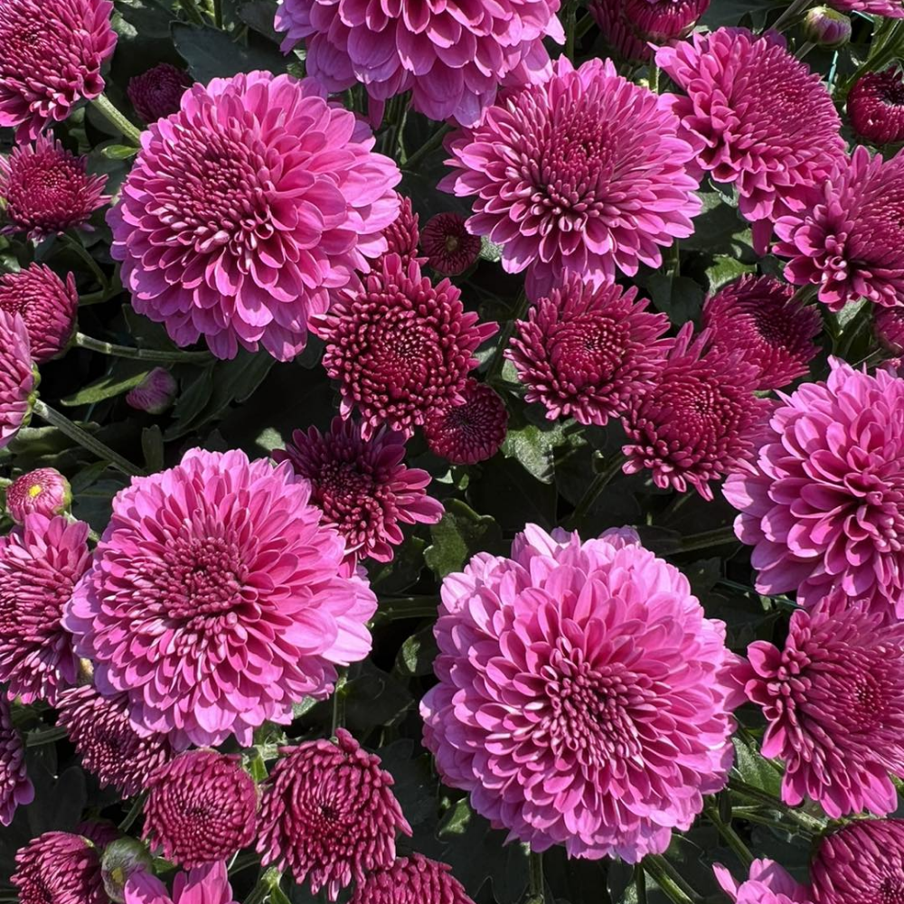 2 Mums Plants Live, Purple Chrysanthemum Plants Live, 5 to 7 Inc Long, Chrysanthemum Flower Live Plant Growing Gardening Mum Live Plant