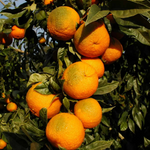 Sour Orange Tree - 2 to 3 Feet - Citrus Tree Sapling