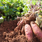 Sweet Potato Plant Live, 4-7 Inches Tall, Live Sweet Potato Plants for Home Vegetable Gardens, Root Vegetable Starter Plants for Outdoor Garden Beds, Full Sun and Well-Drained Soil