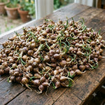 20 Walking Onion Bulbs for Garden, High Yield Perennial Onions Topsets