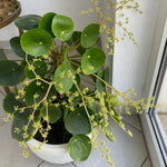 Money Plant Live Houseplant 4-6 Inches Tall, Pilea Peperomioides Plant, Money Indoor Plant for Beginners and Collectors