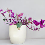 Pink Wandering Jew Plant Live, Tradescantia Pink Plant, Vibrant Foliage Houseplant, 4-7 Inches Tall in 3.25 Inch Pot for Indoor Planting