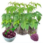 4 Hardy Raspberry Trees Live Plants, Purple Everbearing Raspberries Bushes Plants 5 to 10 Inc Tall, Well-Rooted, No Pot, Sweet Flavor (Glencoe Purple)