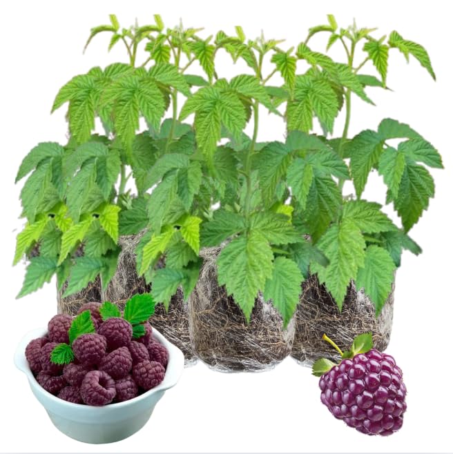 4 Hardy Raspberry Trees Live Plants, Purple Everbearing Raspberries Bushes Plants 5 to 10 Inc Tall, Well-Rooted, No Pot, Sweet Flavor (Glencoe Purple)