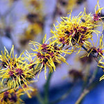 Witch Hazel Bush Shrub Plant, 1 Year Old Witch-Hazel Tree Live Plant Bare Root, Ready to Plant Outdoor, 6" to 1 Ft Tall