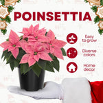 2 Poinsettia Plants Live, Peach Poinsettia Flowers Christmas Decorations, Holiday Houseplant, Poinsettias Trees Plants, No Pot, 5-9" Tall