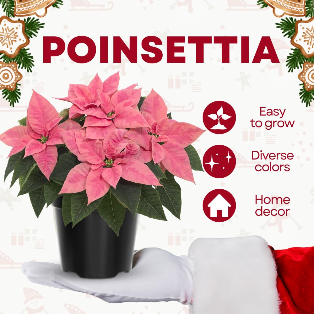 2 Poinsettia Plants Live, Peach Poinsettia Flowers Christmas Decorations, Holiday Houseplant, Poinsettias Trees Plants, No Pot, 5-9" Tall