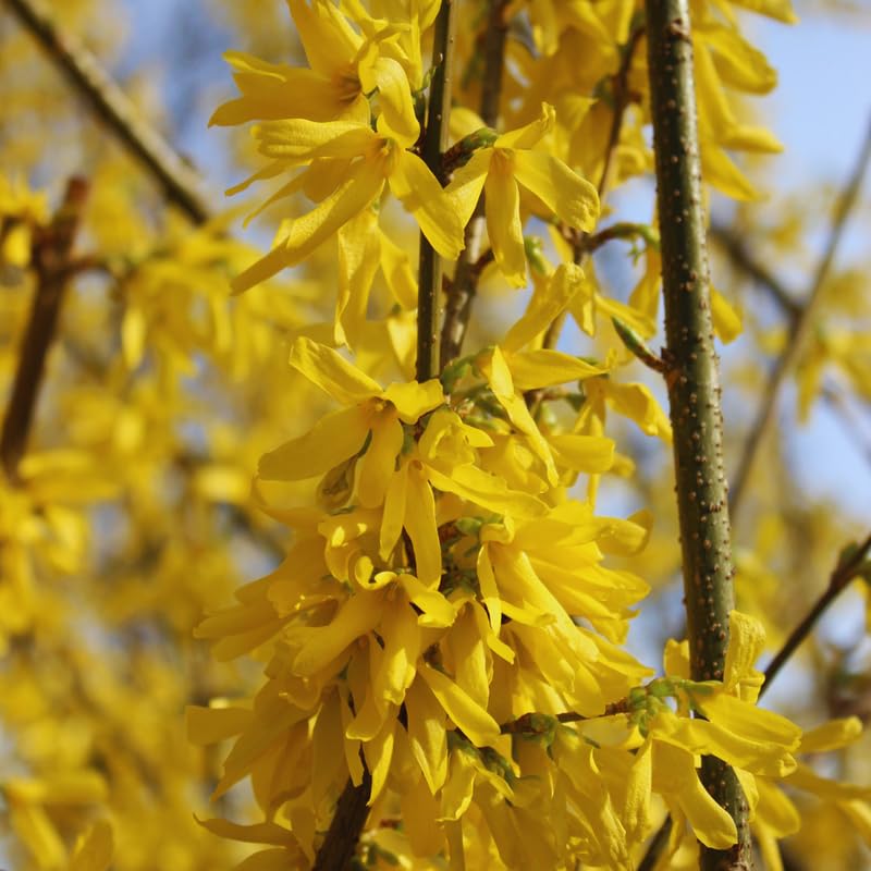 Forsythia Plant Live, Lynwood Gold Forsythia Bush Live Plant, Quart Pot