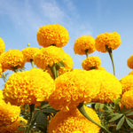 2 Orange Marigold Plants Live 5 to 8 Inches Long, Live Marigold Plants