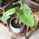 Colocasia Esculenta, Colocasia Live Plant, Elephant Ears Live Plant, Esculenta Taro Live Houseplant, 5-8 Inc Tall, No Pot (Rare Colocasia)