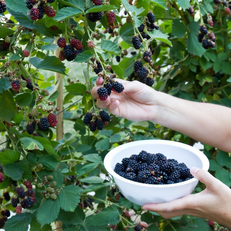 2 Thornless BlackBerry Plants Live for Planting, Sweet BlackBerry Bushes Trees, 5 to 8 Inches Tall, Blackberries Fruit Trees (Ouachita BlackBerry)