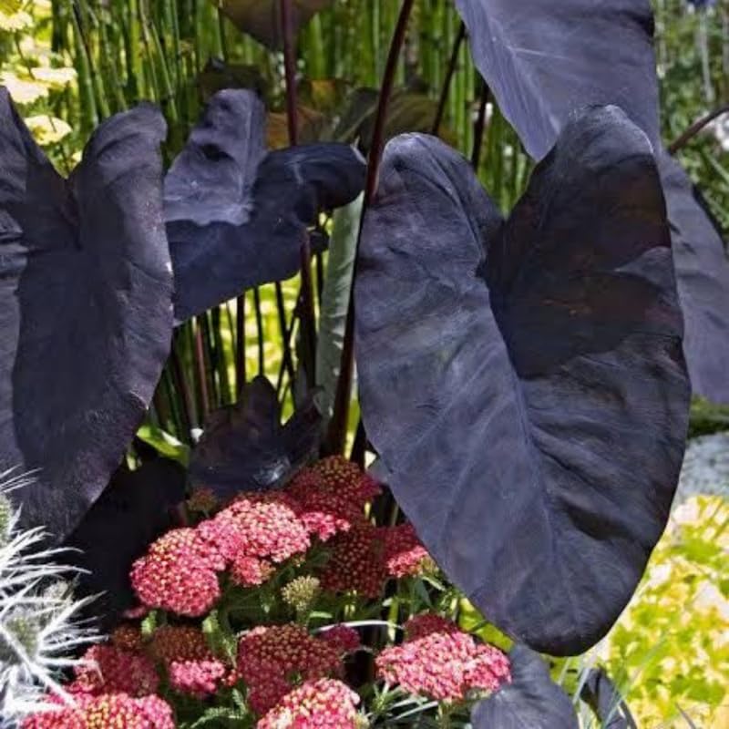 Colocasia Live Plant, 4-8'' Tall, Elephant Ear Plant, Esculenta Taro Alocasia Housplant, Indoor Outdoor Planting (Black)