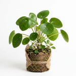 Money Plant Live Houseplant 4-6 Inches Tall, Pilea Peperomioides Plant, Money Indoor Plant for Beginners and Collectors
