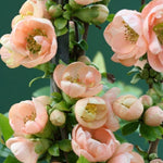 Salmon Flowering Quince Live Plant, 4 Inch Pot, Quince Plant, Chaenomeles Japonica Bush Shrub, Ornamental Shrub for Yard Garden and Landscape