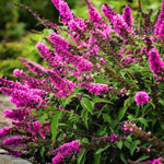 AVERAR 6 Months Old Raspberry Butterfly Bush Live Plant, Butterfly Bushes Ready to Plant Outdoor, Buddleia Plant Bush Shrub 5-7 Inches Tall, No Pot