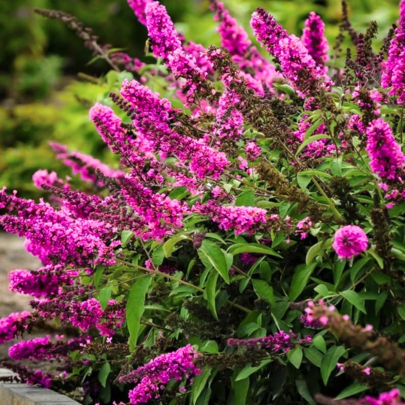 AVERAR 6 Months Old Raspberry Butterfly Bush Live Plant, Butterfly Bushes Ready to Plant Outdoor, Buddleia Plant Bush Shrub 5-7 Inches Tall, No Pot