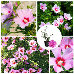 Mixed Rose of Sharon Plant, Hardy Hibiscus Bush Shrub Well-Rooted 7-13" Tall Althea Shrub with Summer Blooms for Outdoor Landscape