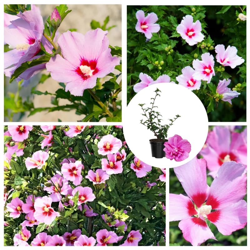 Mixed Rose of Sharon Plant, Hardy Hibiscus Bush Shrub Well-Rooted 7-13" Tall Althea Shrub with Summer Blooms for Outdoor Landscape