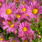 Chrysanthemum Flower Plant, Pink Mums Plant Live for Gardening, 5 to 7 Inc Long Well Rooted Mum Live Plant