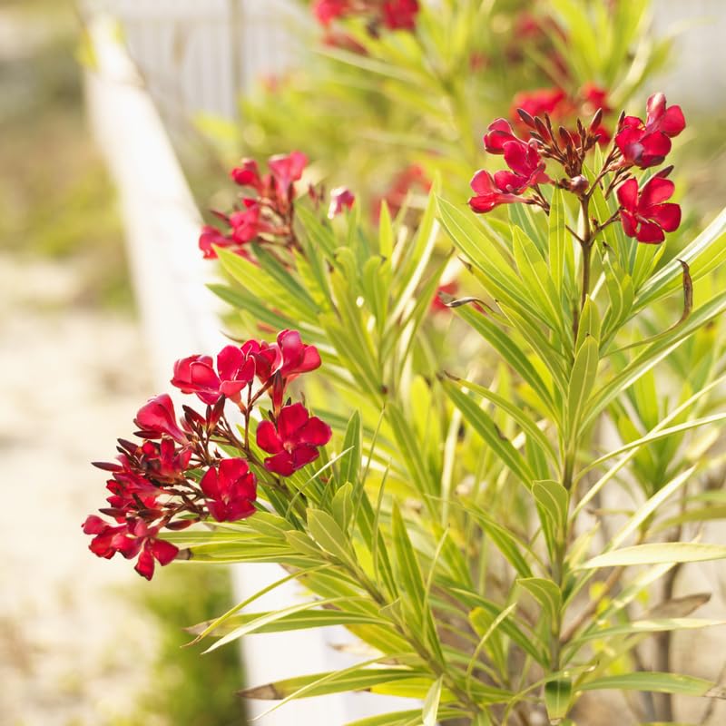 Red Oleander Live Plant, Oleander Flower Plants Shrub, Outdoor Growing 4-8 Inches