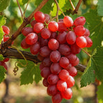 Red Grape Plant Rooted for Planting, Grape Vine Plant, Sweet Fruit Garden Outdoor, 10-20'' Tall