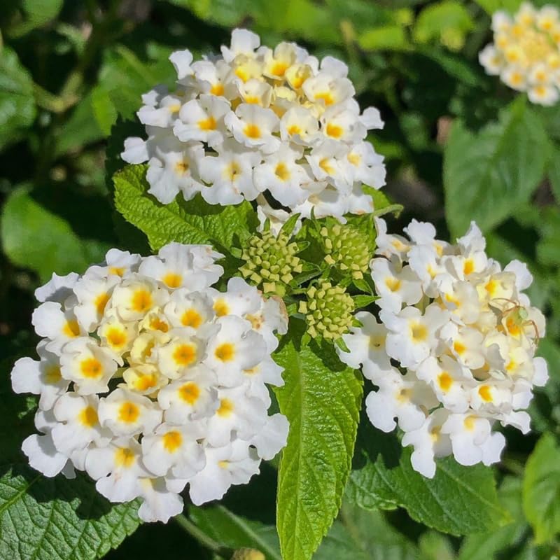 2 Yellow White Lantana Plants Live, Colorful Perennial, Long-Blooming and Very Hardy, Size 5 to 12 Inches in Tall, Well-Rooted, Outdoor Planting