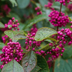 3 Shrubs Beautyberry Bush Live Plant, Purple Beautyberry Plant Tree from 5 to 10 Inches in Tall, No Pot, Well-Rooted, Hardy