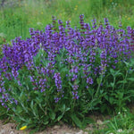 4 Fragrant Sage Salvia Live Plants, Planting in Spring Sage Plants Live, 5 to 10 Inches in Tall, Change Color (Purple-Blue)