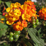 4 Lantana Plants Live for Planting, Fragrant Lantana Live Plant to Grow Indoor Outdoor, Lantana Flowers Perennial, 4-8" Tall (Orange Lantana)