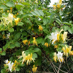 Set 6 Yellow White Honeysuckle Plants Cuttings, 8-10 Inches Tall Flower Honeysuckle Vine Plant Cutting for Planting, Unrooted
