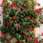 2 Red Mandevilla Plants Live, Trailing Mandevilla Vine for Outdoor Planting, 4-6 Inch Tall Live Flowering Vine for Trellis or Containers
