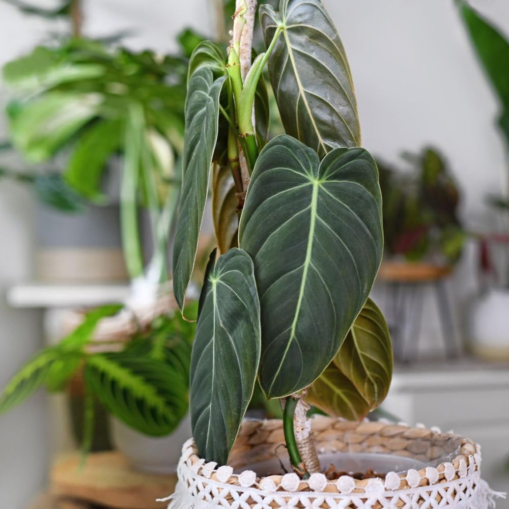 Variegated Philodendron Live Plant 4-8 Inches, Rare Indoor Houseplants for Container Growing (Long Leaves Philodendron)
