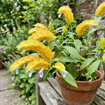 Live Shrimp Plant, Yellow Shrimp Plants Live, 4-6 Inches Tall, Colorful Ornamental Plant for Outdoor Growing