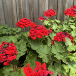 Red Geranium Live Plant 4'' Pot, Flowering Geranium Well Rooted 3-6'' Tall, Outdoor Patio, Balcony or Container Garden Plants, 2 Plants per Pot