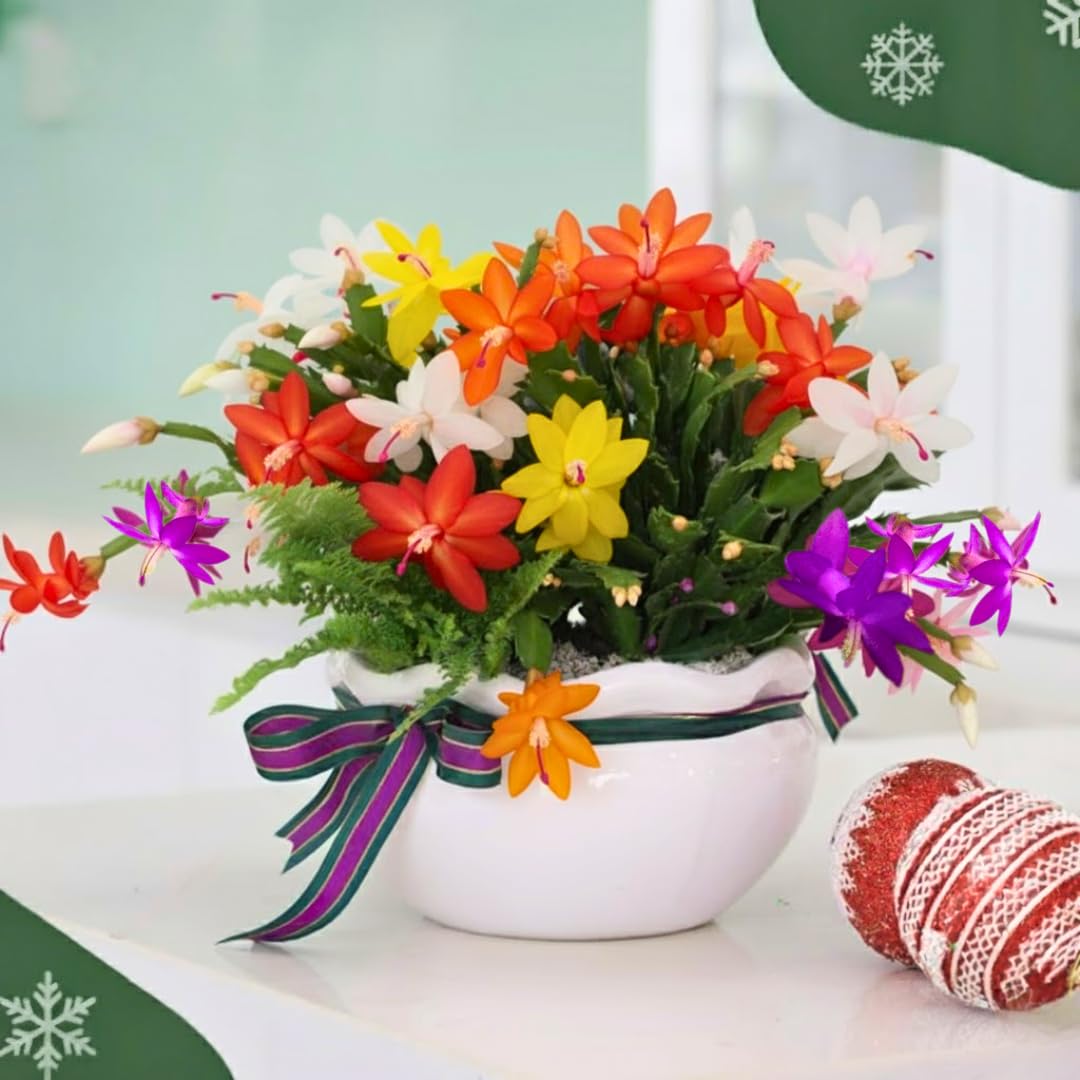 2 Random Starter Christmas Cactus Plants Live or False Thanksgiving Cactus Plants Like, Winter Blooming, Cold Hardy, 5-9" in Tall, No Pot, Single Color Bloom