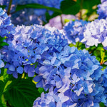Blue Hydrangea Live Plant in 2.5'' Pot, Hydrangea Bush Shrub Vibrant Blooms, Outdoor Garden, Ready to Grow
