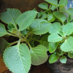 4 Green Cuban Oregano Plants Live, 3 to 5 Inches Tall, Live Cuban Oregano Plants, Cuban Oregano Plant Pot, Cuban Oregano Well Rooted