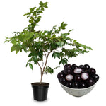 Black Jaboticaba Tree Live Jabuticaba Plant, 1 Ft Tall, Well-Rooted Brazilian Grape Tree for Planting, Rare Tropical Fruit Trees Outdoor Planting