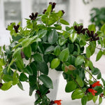 Red Lipstick Plant Live 2-5 Inch Tall, Lipstick Trailing Vine Houseplant for Indoor Growing, Home Decor Plant, No Pot