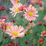 Apricot Chrysanthemum Plant, Set 2 Apricot Mums Plants Live, Hardy Perennial Mum Live Plant, 3 to 6 Inch Tall Garden Mum Starter Plants for Garden Beds, Containers, Vibrant Fall Blooms, No Pot