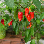Pack 2 Red Ghost Pepper Plants, Live Red Ghost Pepper Plants for Growing, 80 Days Old Plant