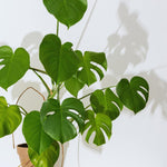 Green Monstera Plant Live, Monstera Live Plant, Houseplants, 5 to 7 Inc Tall for Gardening