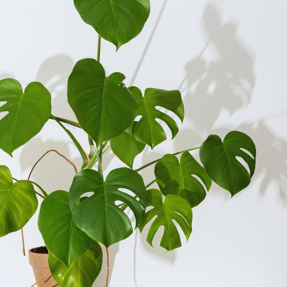 Green Monstera Plant Live, Monstera Live Plant, Houseplants, 5 to 7 Inc Tall for Gardening