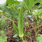 Okra Plants Live in One Pot, 3-5 Inch Tall, Live Okra Plant, Vegetable Plant Outdoor Garden, Well Rooted Seedling