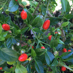 Red Pequin Pepper Plants Live for Planting, 6 to 8 Inch Tall Pepper Plants in Pot, Hot Peppers