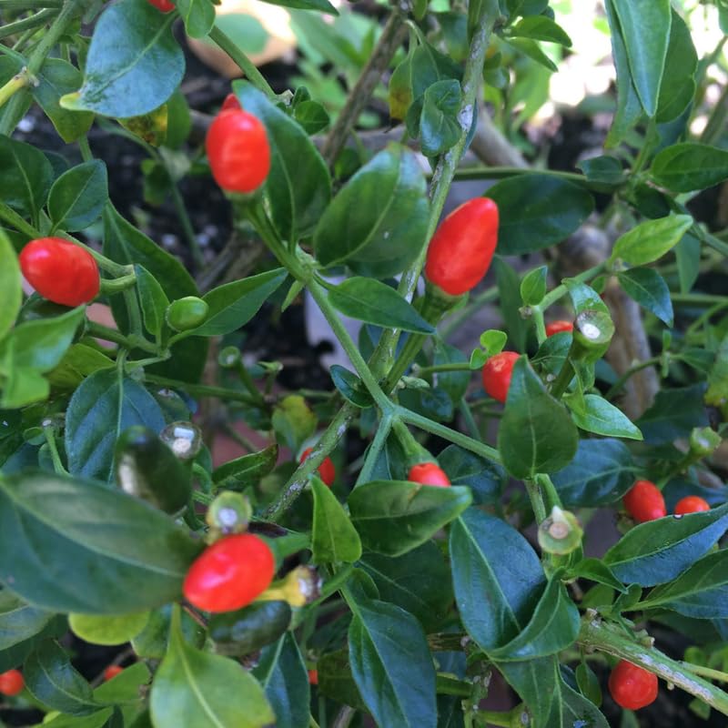 Red Pequin Pepper Plants Live for Planting, 6 to 8 Inch Tall Pepper Plants in Pot, Hot Peppers
